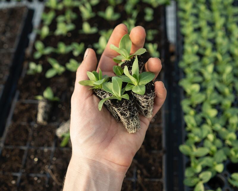 Odla grönsaker inomhus: Odling för krisberedskap