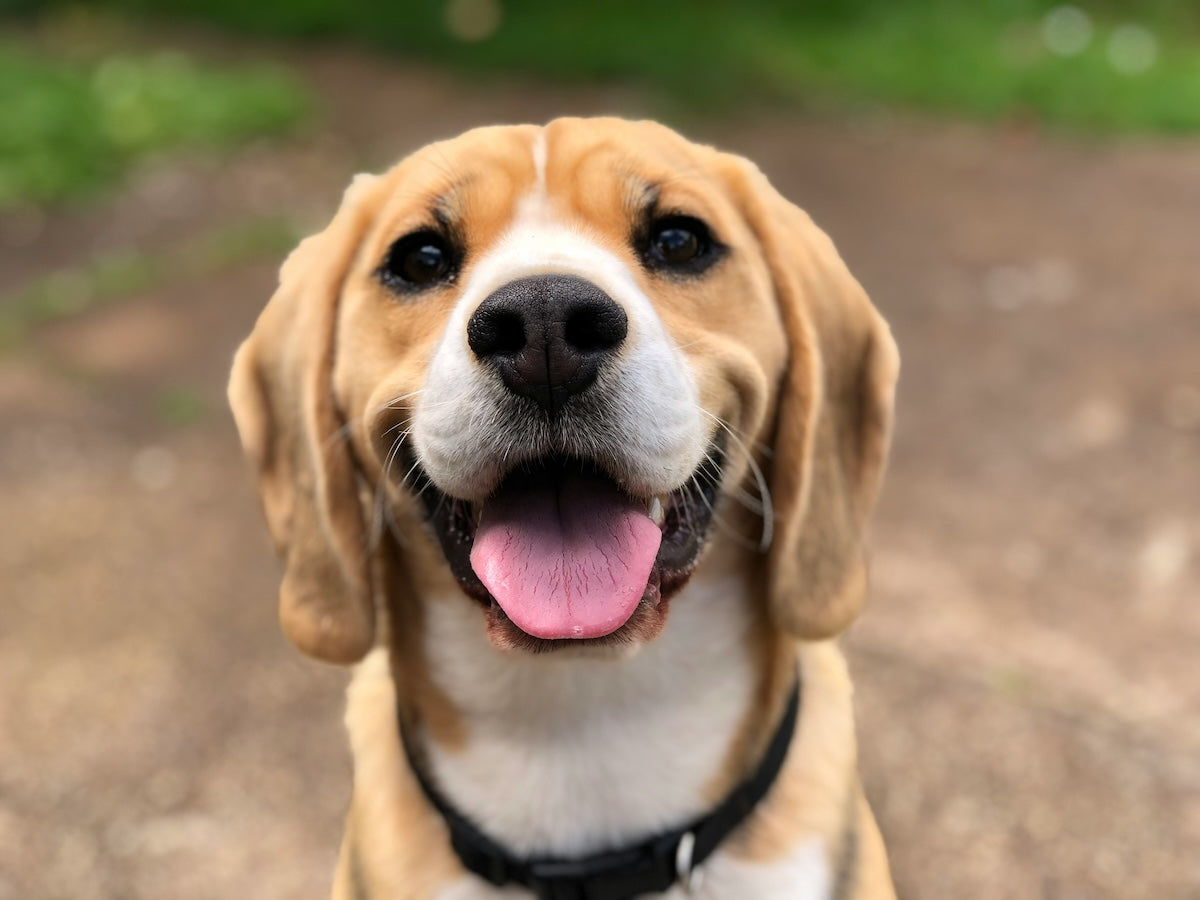 Första hjälpen för hund och katt – komplett guide