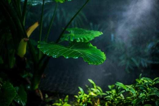 Gröna blad i fuktig odlingsmiljö, hydroponisk odling
