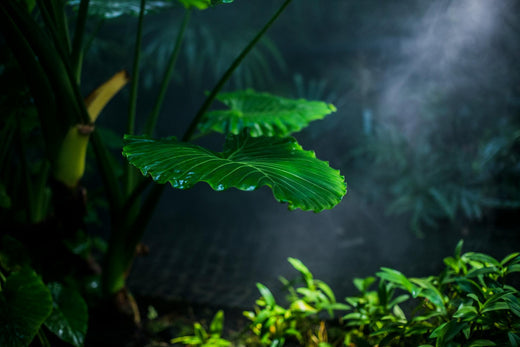 Gröna blad i fuktig odlingsmiljö, hydroponisk odling