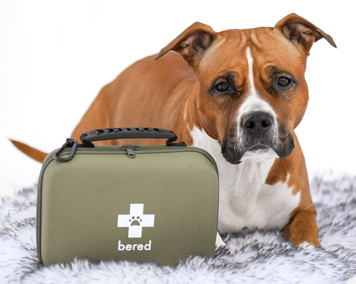 Första Hjälpen Kit för Hund